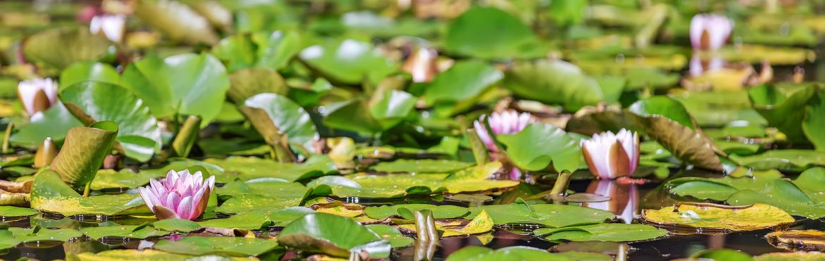 Koru at Rapaura Watergarden Thames NZ