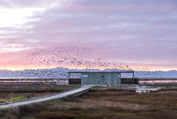 Pūkorokoro Shorebird Coast