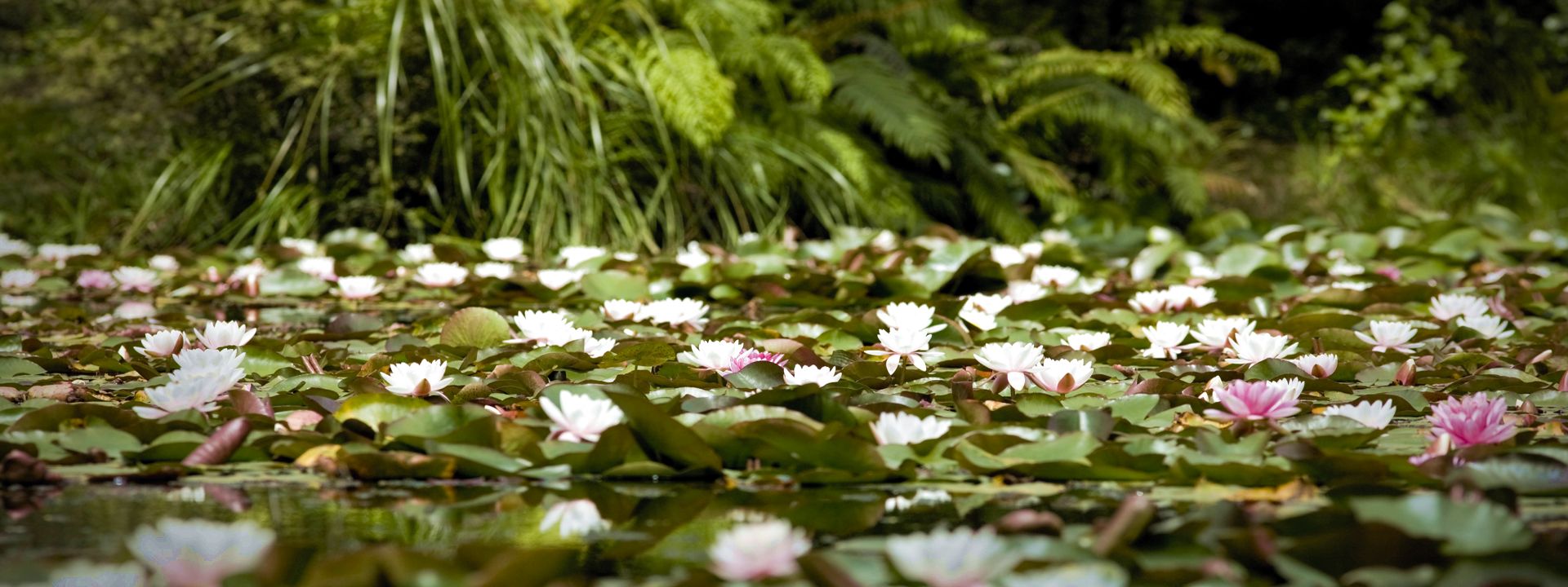 Rapaura Watergarden Thames NZ