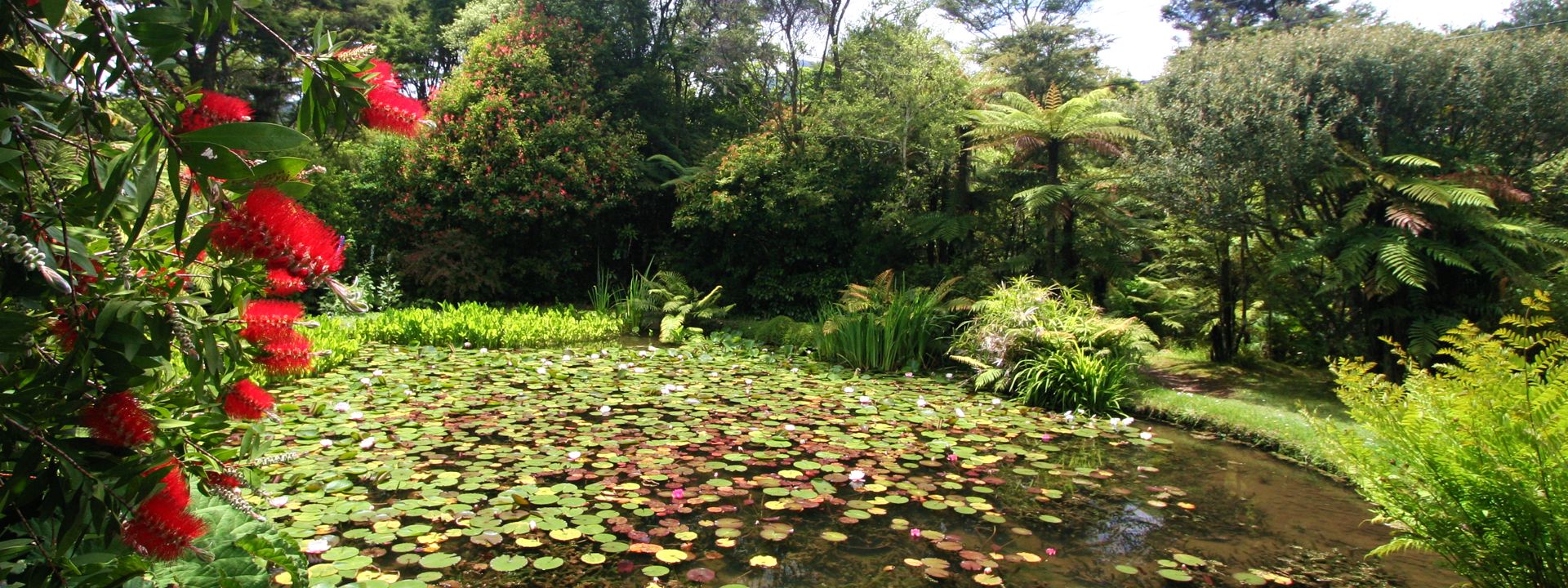 Rapaura Watergarden Thames NZ
